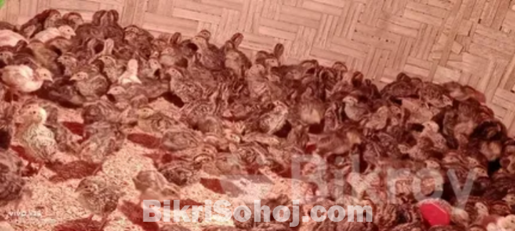 কোয়েল পাখি